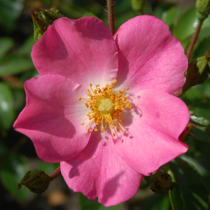 Vrtnice Floribunda - Roza - Fortuna® - 